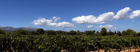 Reben, Weinberg, blauer Himmel, schöne Landschaft, Mallorca